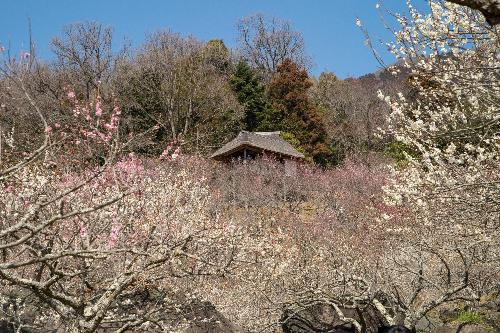 筑波山神社梅林(四阿)