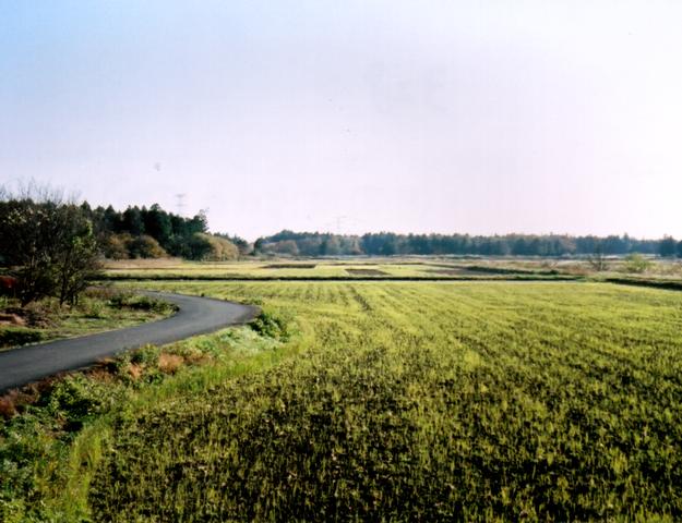 奥まで続く田園風景と、緩やかにカーブのかかった細い道路を写した写真