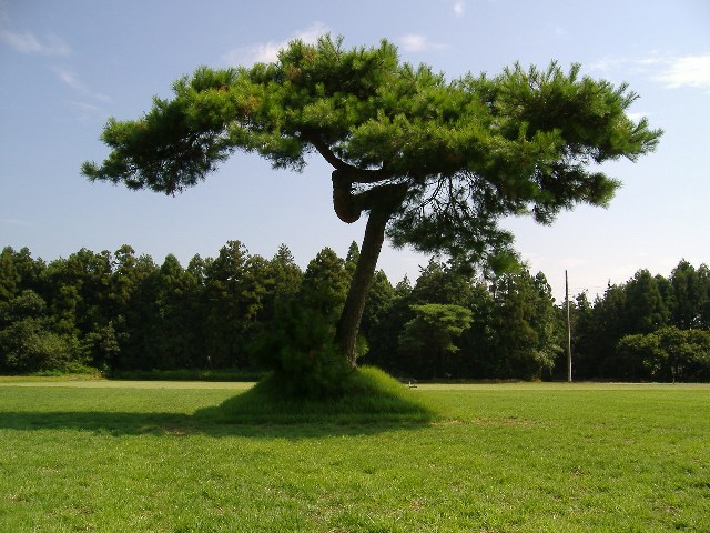 幹の上部が特徴的に曲がっている松の木が、芝生の中心に立っている写真