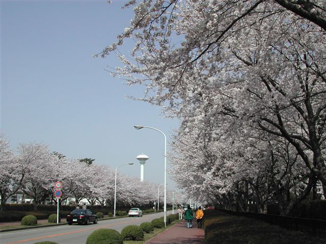 道路沿いに薄紅色に咲いた桜並木が続いており、並木の下の歩道を人が歩いている写真