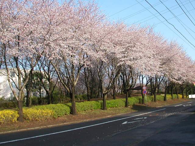 道路沿いに満開になった桜の木が連なっている写真