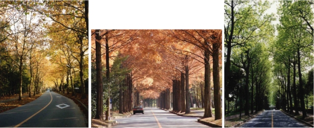 紅葉している街路樹を道路から写しており、黄色や褐色、緑色の葉が向こうまで続いている3枚の写真