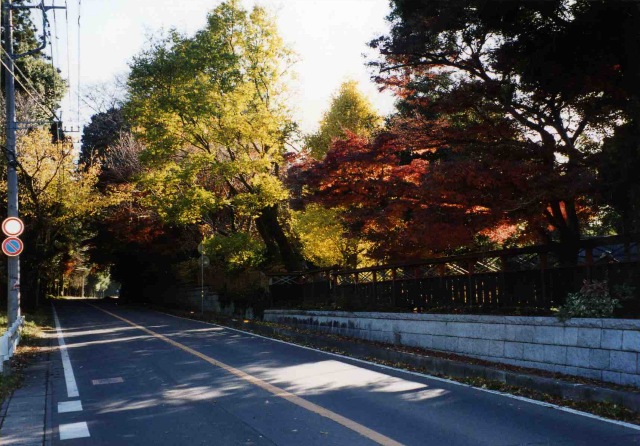 道路沿いに黄色と赤に色付いた屋敷林が続いている島集落の写真