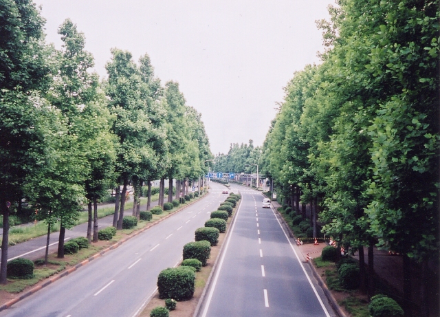 片側2車線の中央分離帯に剪定された大小さまざまな植木が並んでおり、道路の両側にはユリノキが立ち並んでいる写真