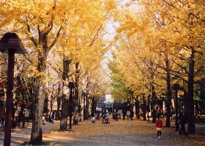 黄色に紅葉しているイチョウの並木道で多くの人が観光している様子の写真