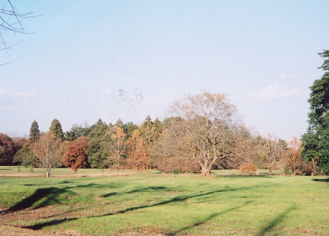 芝生の広がる敷地に様々な木が生えている写真