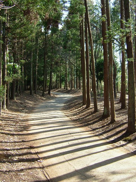 歩行者専用道路の両脇に幹の細い木がずらりと立ち並んでいる写真