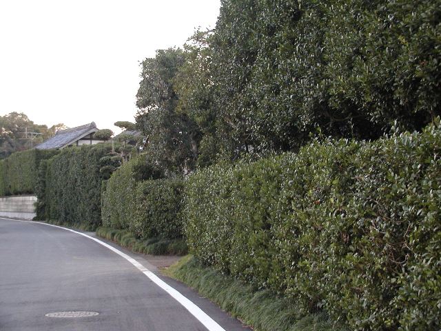 道路沿いに、きれいに手入れされた生垣が高く作られている写真