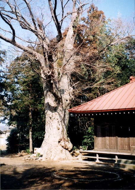 ケヤキの大木と赤い屋根の建物を写した写真
