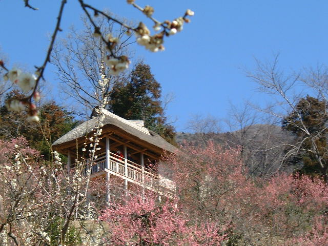 白や紅色に咲いている梅林越しに展望東屋が写っている写真