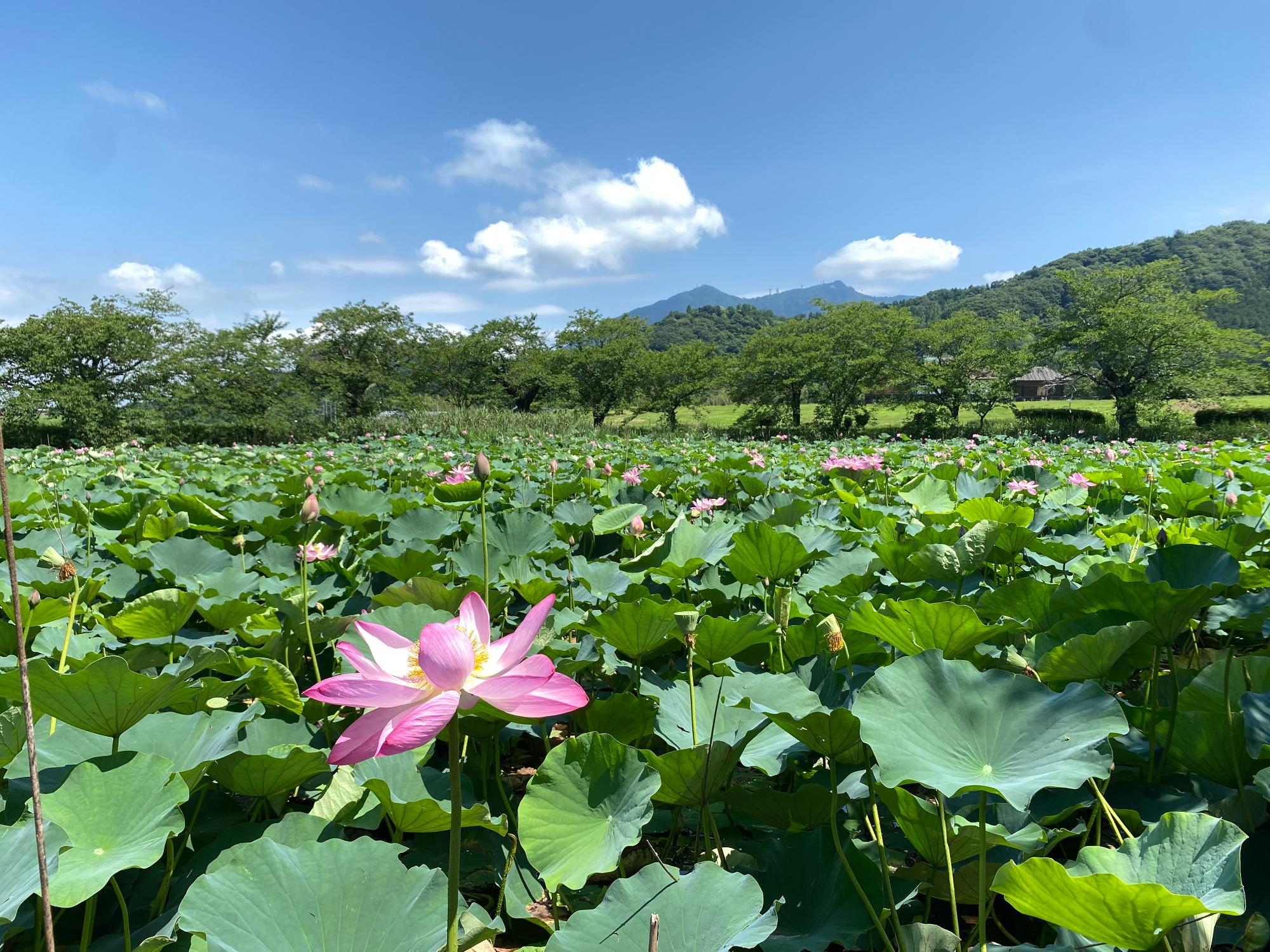 初夏に蓮が咲く北条新池の写真