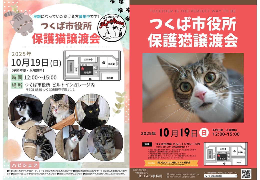 6月1日に実施する猫の譲渡会のチラシ