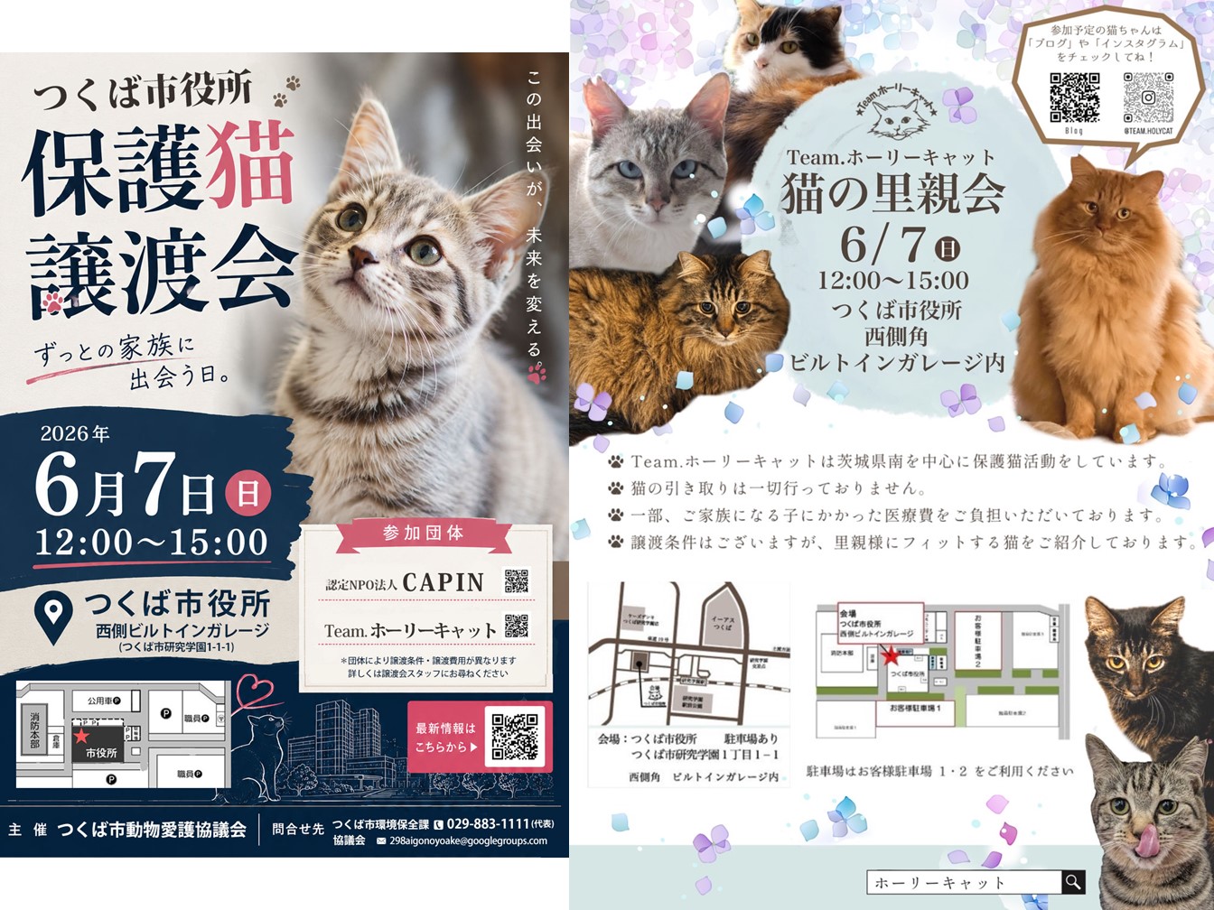 令和8年6月7日に猫の譲渡会を実施する団体が作成したチラシの画像です。