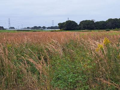 雑草が繁茂し、茂みのようになっている。