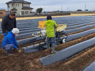 機械でマルチに穴をあけると同時にジャガイモの種イモを蒔いています。