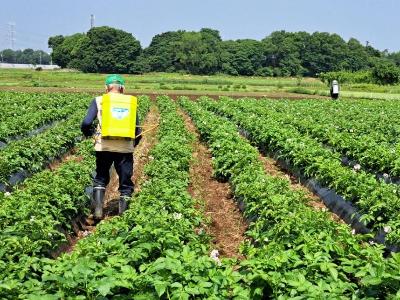 作業者が、農薬のタンクを背負い、畝の間を歩きながら農薬を畝の間に噴霧している。