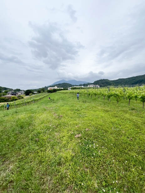 ぶどう畑と筑波山