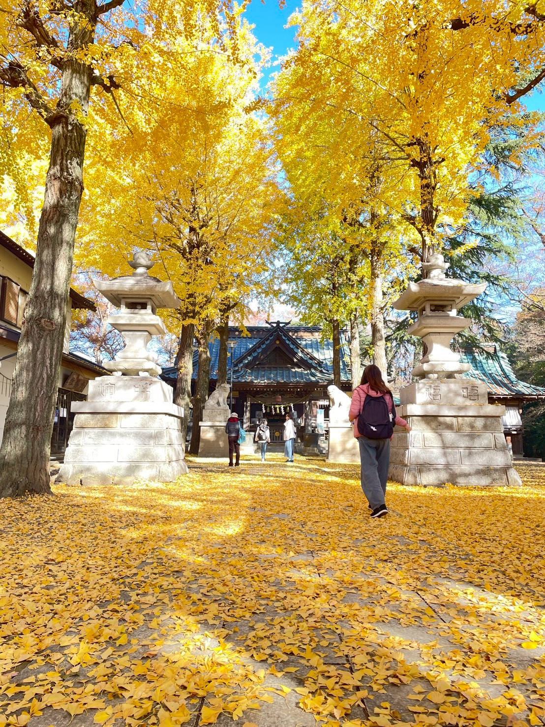 イチョウの黄色い絨毯