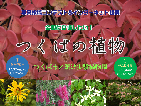 つくばの植物の写真投稿コンテスト&インターネット投票を実施します