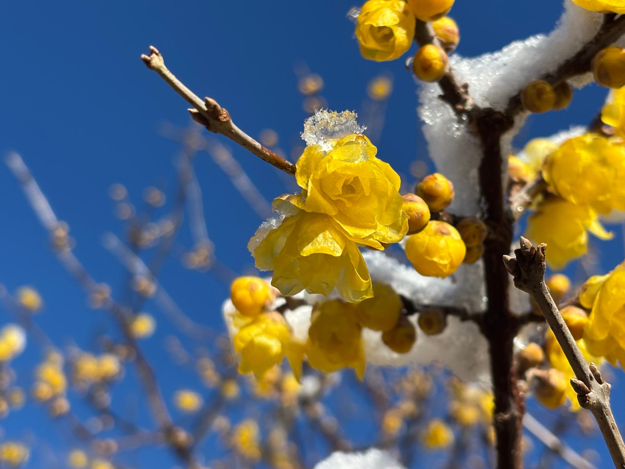 雪の帽子を被った蝋梅