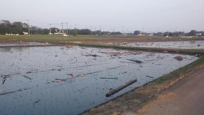 田植えの終わった水田に瓦礫が散乱している写真