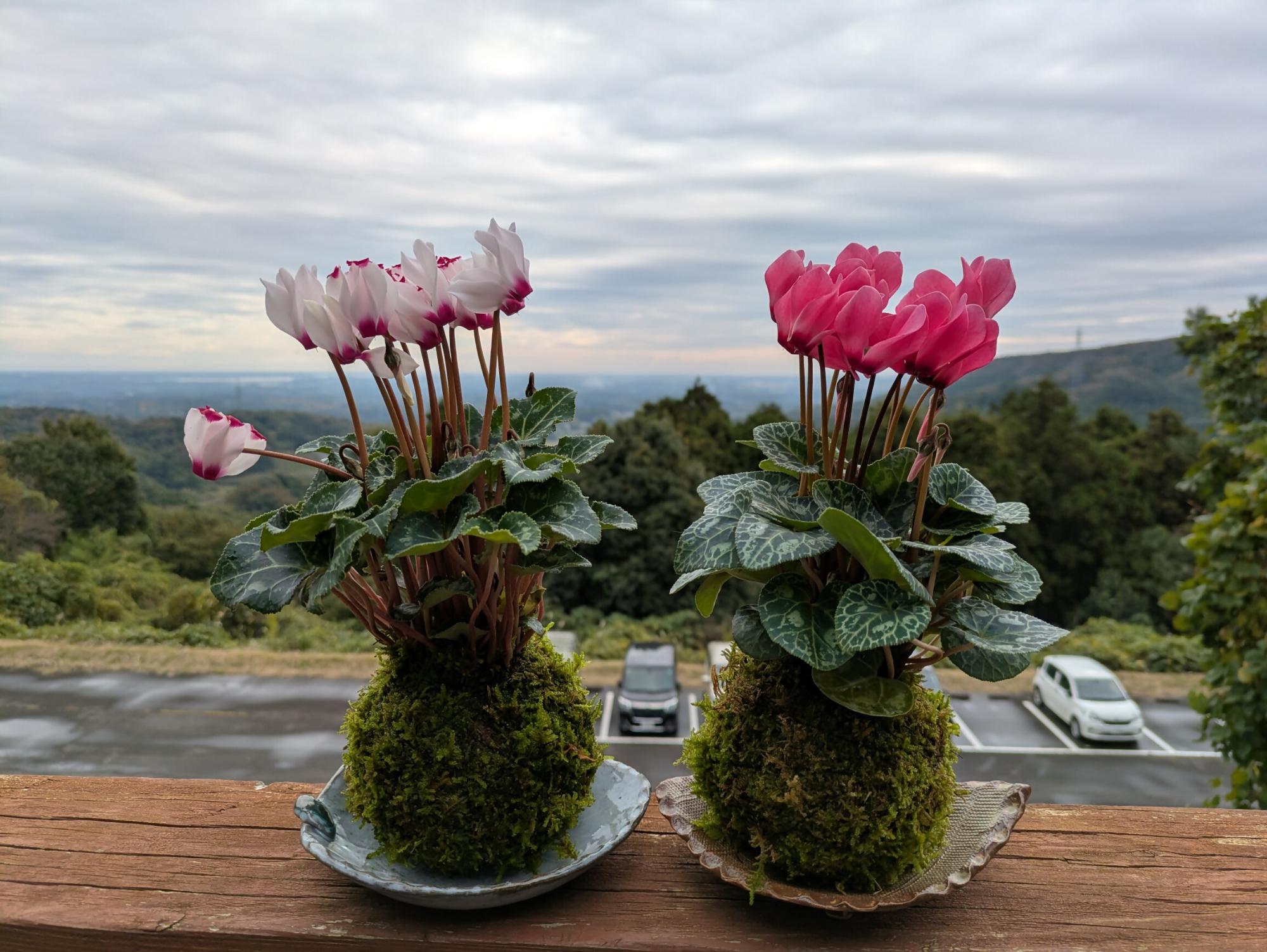 シクラメンの苔玉画像