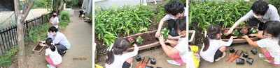 先生と子ども達が花植えをしている様子の写真