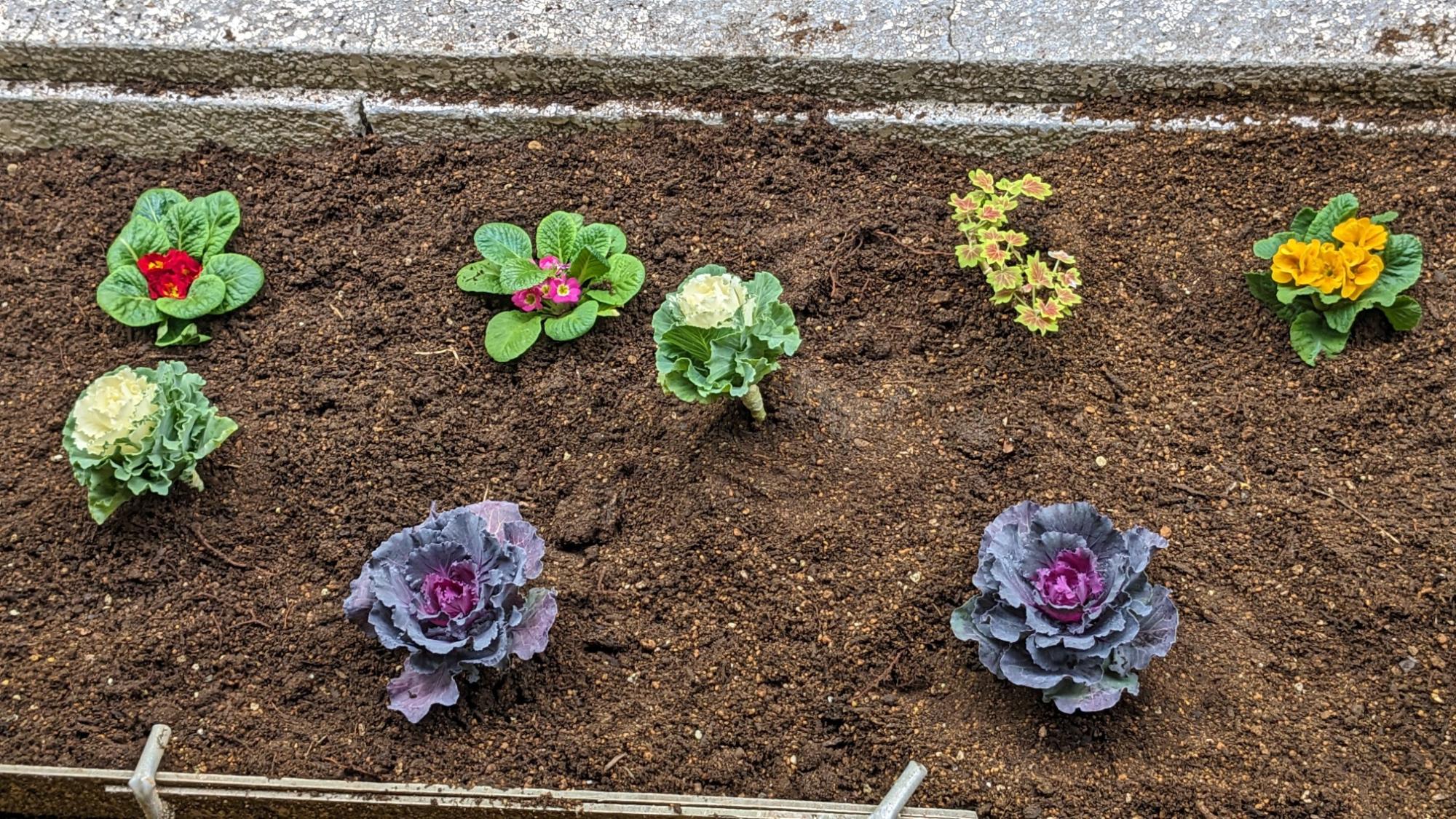 みんなで花を植えた花壇