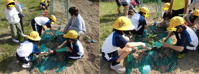 子どもたちが地這いキュウリの苗を植えている様子