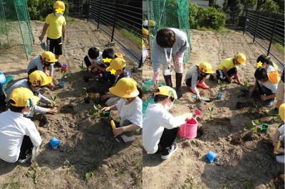 多くの子どもたちがバケツやスコップを使って土いじりをしている様子