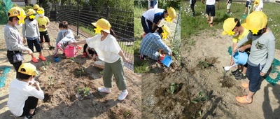 多くの子どもたちが植えた苗に水やりをしている様子