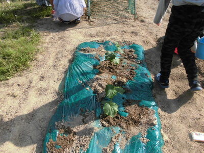 地這いキュウリの苗植えが完了した形の写真