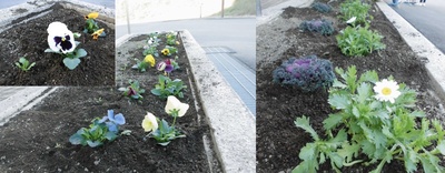 花が植え終り柔らかい土が掛かっている様子の写真