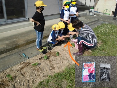 先生と子どもたちがゴーヤの苗の隣に朝顔の種を撒いている様子