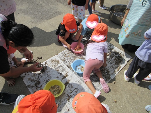 大豆を一粒一粒取り出す4歳児