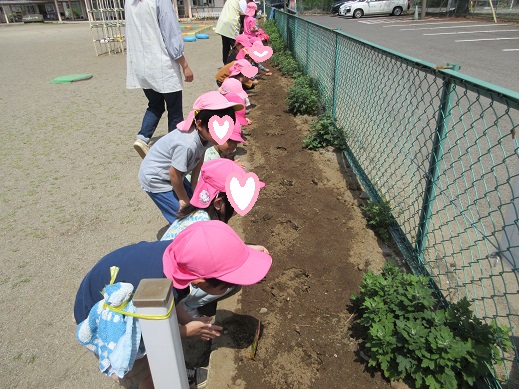ヒマワリの種を蒔くすみれ組