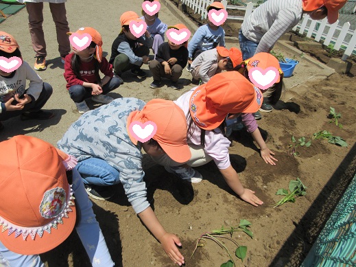 芋苗植えを楽しむこどもたち
