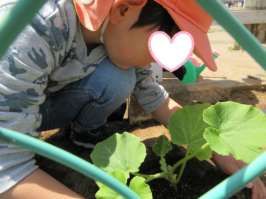 真剣な表情で、かぼちゃの苗を植える様子