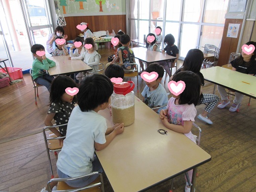 みそに変化していく大豆を見る5歳児