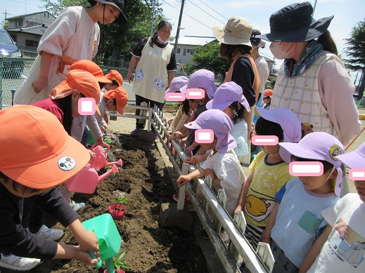 夏野菜の苗植えの様子を見学する4歳児