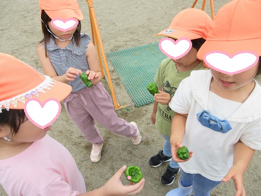 収穫したピーマンを見せ合うこどもたち