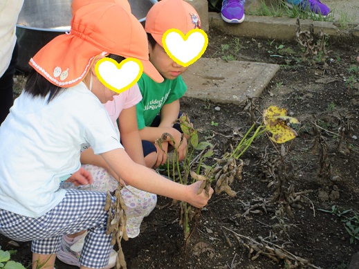 大豆を収穫する4歳児