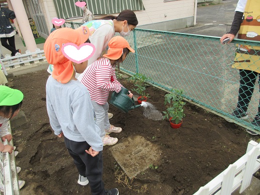 トマトの苗を植える前に水を撒くこどもたち