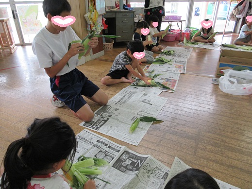 職場体験に来た中学生と一緒に、収穫したとうもろこしの皮をむいている様子
