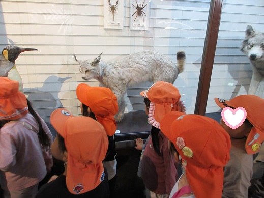 ヤマネコや、タヌキなどのはく製に触れる様子