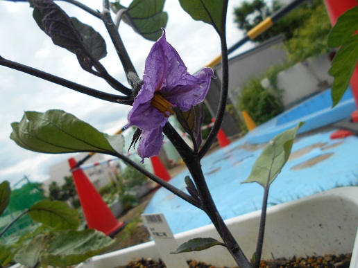 ナスの花