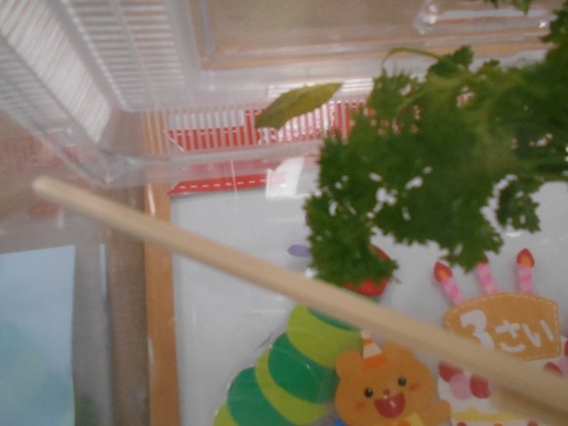 さなぎ
