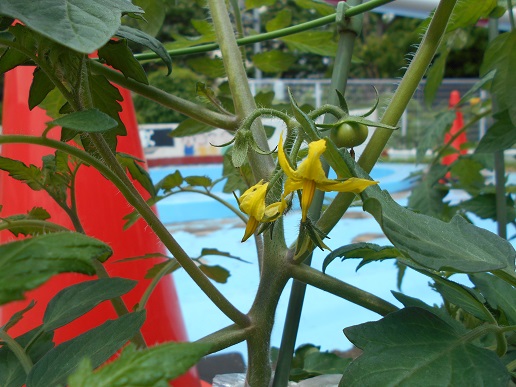 トマトの花