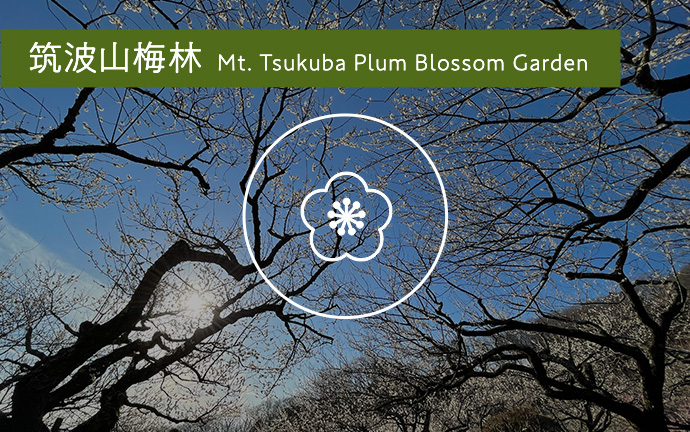 筑波山梅林 Mt. Tsukuba Plum Blossom Garden関連の画像