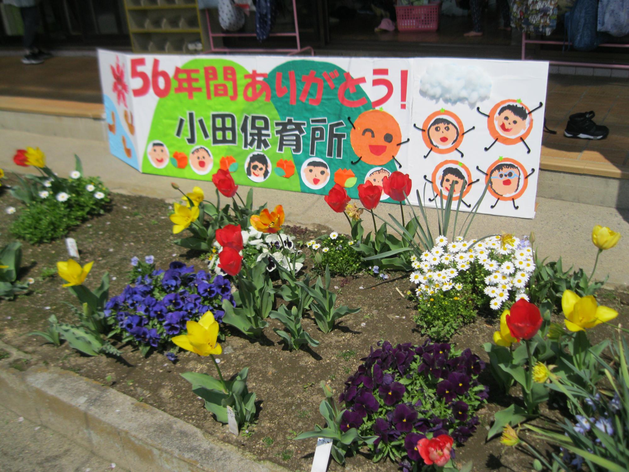 花壇のチューリップもきれいに咲いています。